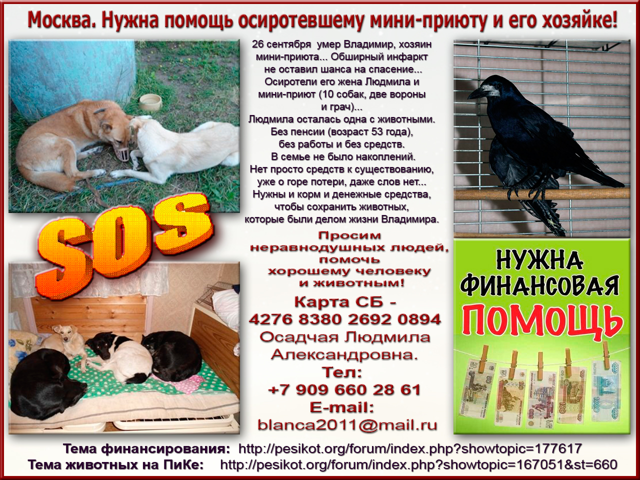 Нужна помощь приюту картинки