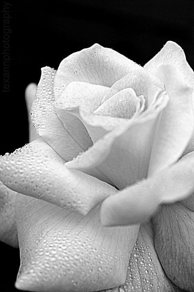 белой   розы...лепестки