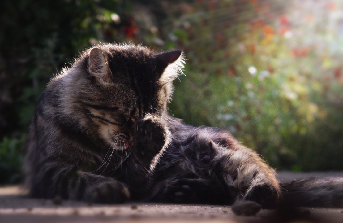 Кот закрывает. Кот рукалицо. Кошачий фейспалм. Кот прикрывает лапой. Кот с фейспалмом.